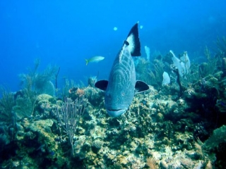  en la parte inferior del azul 